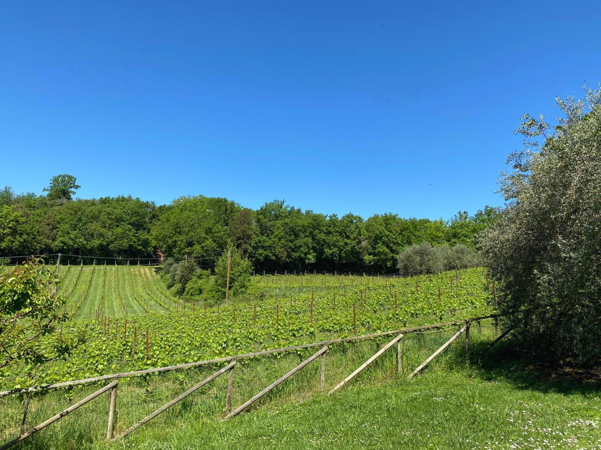 Agriturismo Borgo 7 Tigli - Apt 1 Montepulciano Stazione 외부 사진